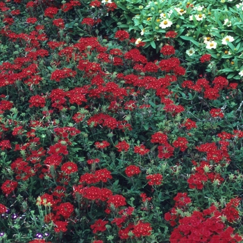 Verbena Temari 'Bright Red'