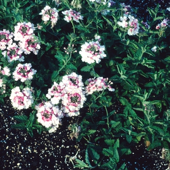 Verbena 'Turmalin'