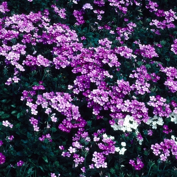 Verbena 'Wildfire Lilac Pink' 