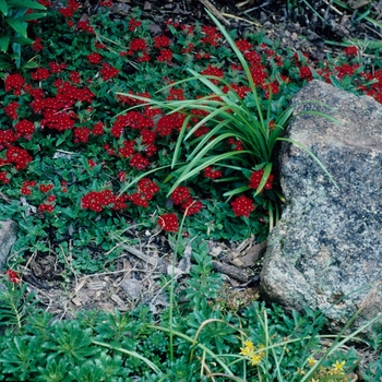 Verbena peruviana