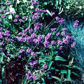 Verbena rigida var. lilacina 