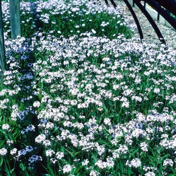 Verbena rigida 'Polaris'