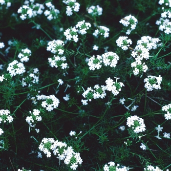 Verbena tenuisecta 'Alba'