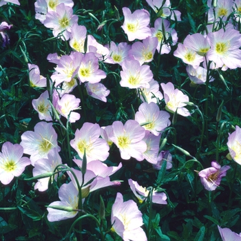 Oenothera speciosa 'Rosea' 