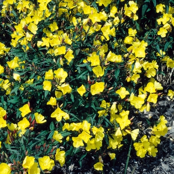 Oenothera tetragona 'Lady Brockborough' 