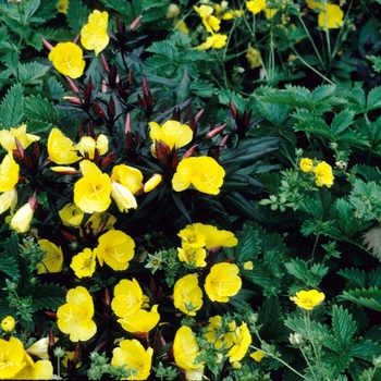 Oenothera tetragona 'Sonnenwende' 