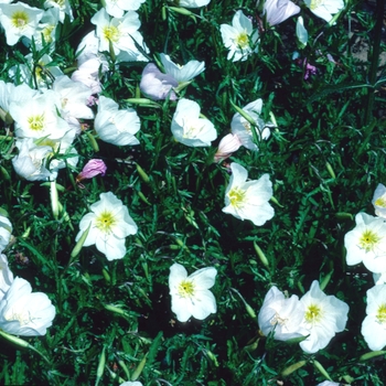 Oenothera speciosa 'Woodside White' 