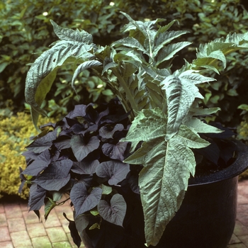Onopordum acanthium '' (004243)