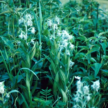 Onosmodium occidentalis 
