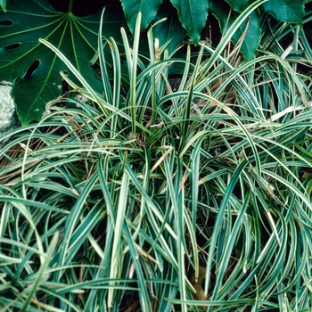 Ophiopogon jaburan 'Variegatum'