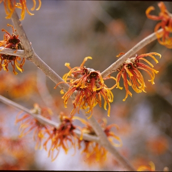 Hamamelis x intermedia 'Jelena' 