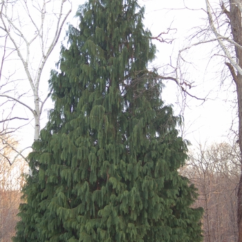 Chamaecyparis nootkatensis 'Pendula' 