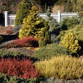 Chamaecyparis obtusa 'Aurea' 