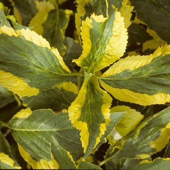 Hydrangea macrophylla 'Lemon Wave' 