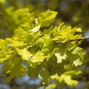 Quercus robur 'Concordia' 