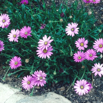 Osteospermum jucundum var. compactum 'Black Thorn' 