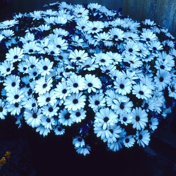 Osteospermum 'Brightside' 