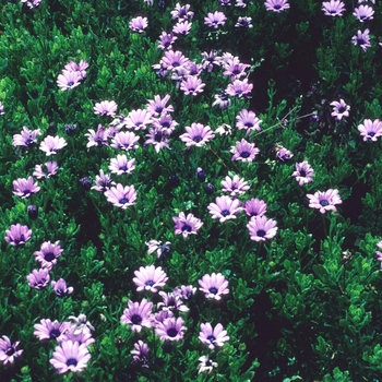 Osteospermum 'Henry's Pink' 