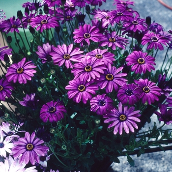 Osteospermum 'Sunny® Ingrid' 