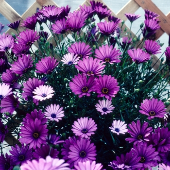 Osteospermum 'Lusaka' 