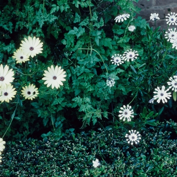 Osteospermum 'Buttermilk' 