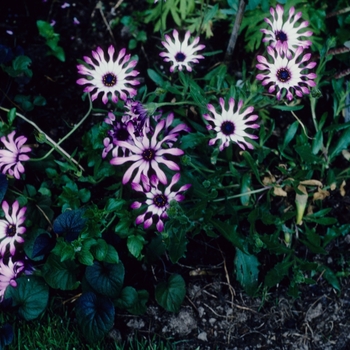 Osteospermum 'Cannington John' 