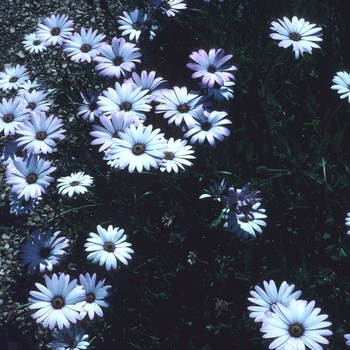 Osteospermum 'Lady Leitrim' 