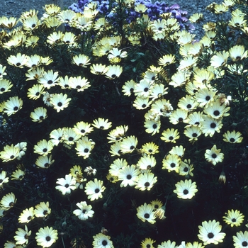 Osteospermum 'Lubutu' 