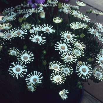 Osteospermum 'Nasinga® Cream' 