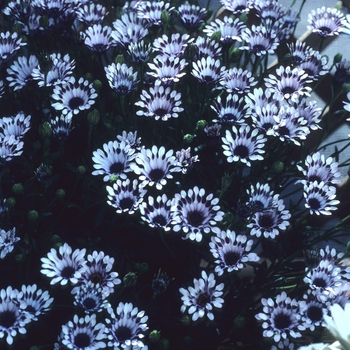 Osteospermum 'Nasinga® White' 