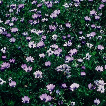 Osteospermum 'Purple Flash' 