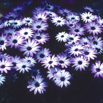 Osteospermum 'Sunny® Silvia' 