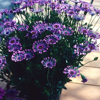 Osteospermum 'Sunny® Sonja' PP10341