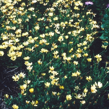 Osteospermum 'Symphony™ Series' 