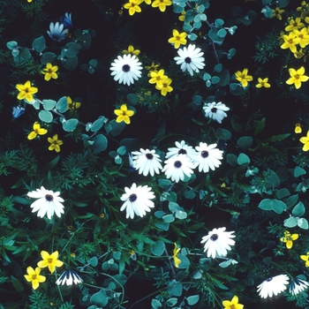 Osteospermum 'White Flash' 