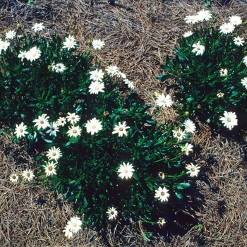 Osteospermum 'Zimba' 