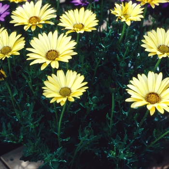 Osteospermum 'Zulu' 