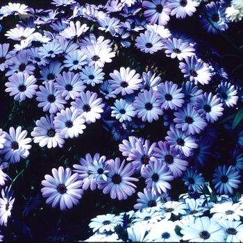 Osteospermum 'Seaside' 