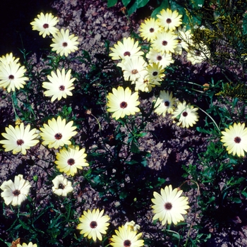 Osteospermum 'Whirligig' 