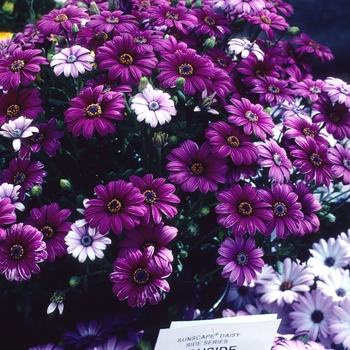 Osteospermum 'Wildside' 