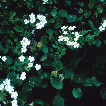 Ourisia macrophylla 