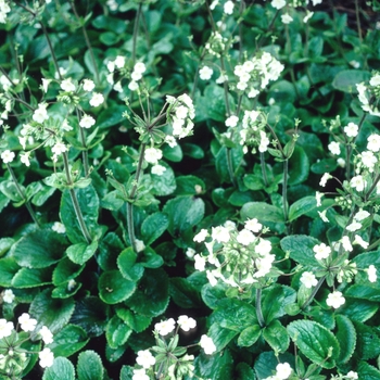 Ourisia crosbyi 