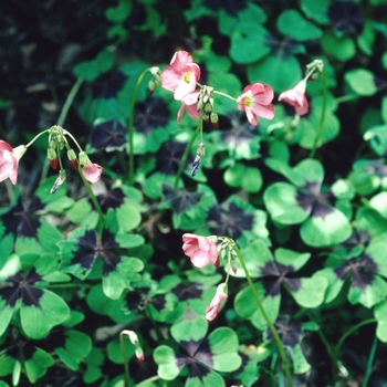 Oxalis deppei