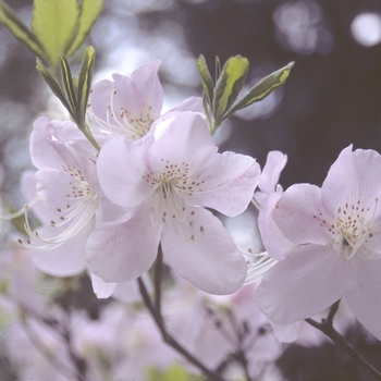 Rhododendron schlippenbachii