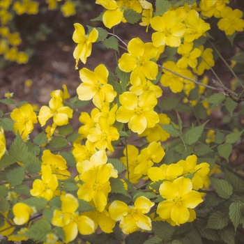 Kerria japonica 'Shannon' 