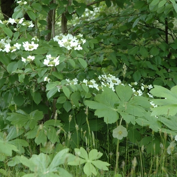 Viburnum plicatum