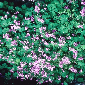 Oxalis articulata 