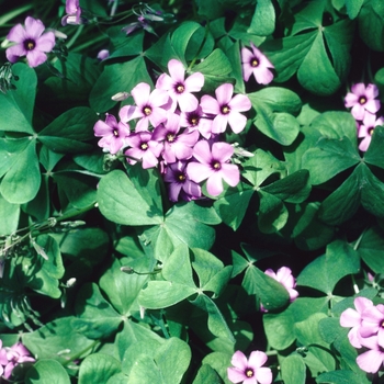 Oxalis enneaphylla 'Rosea'