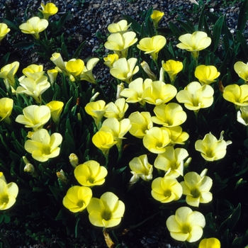 Oxalis namaclinis 'Robinson' 