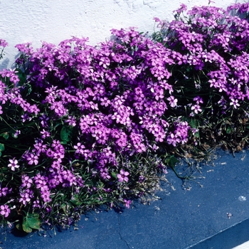 Oxalis violacea 